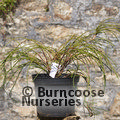 THUJA plicata 'Whipcord' 