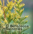 THUJA plicata 'Zebrina' 