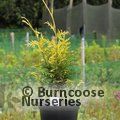 THUJA plicata 'Zebrina' 
