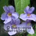 Small image of THUNBERGIA