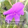 Small image of TIBOUCHINA