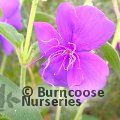TIBOUCHINA 'Edwardsii'  