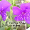 TIBOUCHINA 'Edwardsii'  