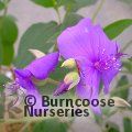 TIBOUCHINA 'Edwardsii'  