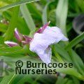 TRADESCANTIA 'Iris Prichard'  