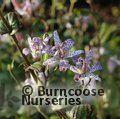 TRICYRTIS formosana  