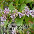 TRICYRTIS hirta  