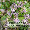 TRICYRTIS hirta  