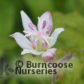 Small image of toad lily