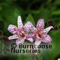 TRICYRTIS formosana  