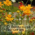 Small image of TROLLIUS