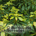 Small image of TROCHODENDRON