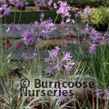 TULBAGHIA violacea 'Silver Lace' 