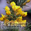 ULEX europaeus 'Flore Pleno' 