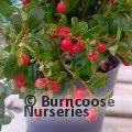 Small image of cowberry