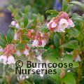 VACCINIUM vitis-idaea  