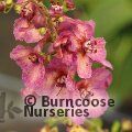 VERBASCUM 'June Johnson'  