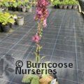 VERBASCUM 'June Johnson'  