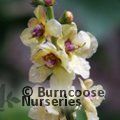 VERBASCUM 'Cotswold Queen'  