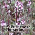 VERBENA officinalis var grandiflora 'Bampton'