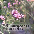 VERBENA bonariensis 'Lollipop' 