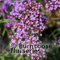 Small image of verbena