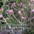 VERBENA bonariensis 'Lollipop' 