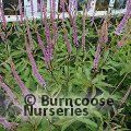 VERONICASTRUM virginicum 'Fascination' 
