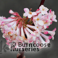 VIBURNUM x bodnantense 'Charles Lamont' 