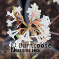 VIBURNUM x bodnantense 'Charles Lamont' 