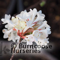 VIBURNUM x bodnantense 'Charles Lamont' 