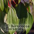VIBURNUM cinnamomifolium  