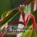 VIBURNUM cinnamomifolium  