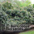 VIBURNUM cinnamomifolium  