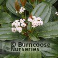 VIBURNUM davidii  