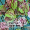Small image of arrowwood viburnum