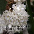 VIBURNUM 'Eskimo'  