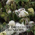VIBURNUM 'Eskimo'  