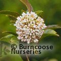 VIBURNUM fansipanense  