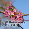 VIBURNUM fragrans  
