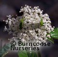 VIBURNUM odoratissimum  