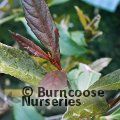 VIBURNUM odoratissimum 'Coppertop' 