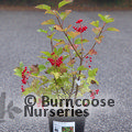 VIBURNUM opulus 'Compactum' 