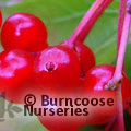 VIBURNUM opulus 'Compactum' 