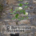 VIBURNUM opulus 'Compactum' 