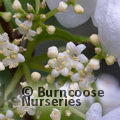 VIBURNUM plicatum 'Lanarth' 