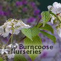 VIBURNUM plicatum 'Lanarth' 