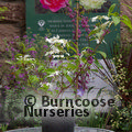 VIBURNUM plicatum 'Lanarth' 
