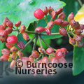 VIBURNUM x burkwoodii  