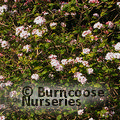 VIBURNUM x burkwoodii  